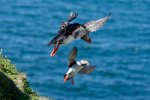 Puffins coming in to land on the Treshnish Isles