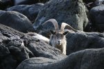 Wild goats on the Carsaig arches walk