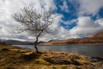 Old tree along the Croggan shore