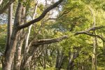 Quinnsh woodland as you walk from Dervaig