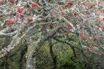 Rowan tree and a sheep along the footpath