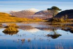 A lone tree on Loch an Eilein