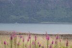 Foxgloves swaying in the breeze at Garmony Point