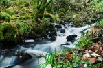 A burn flows through the woodlands you traverse along the way