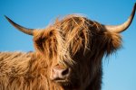 The beach is also popular with the local highland coos!