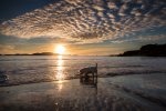 A dog enjoying the beach at sunset in winter