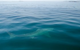 Basking shark off Mull's coast