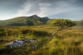 Lone tree with Ben More as seen from Kinloch