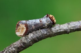 A buff tip moth in Mull's woodland