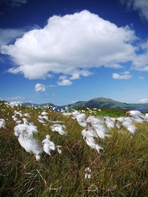 Cotton grass 