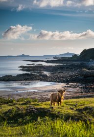 Highland Coo at Traigh na Cille in north west Mull