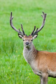 Red deer in early summer