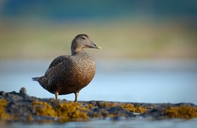 Eider can be seen around the islands coast.