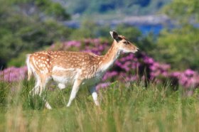 Fallow deer near Lochbuie in south Mull