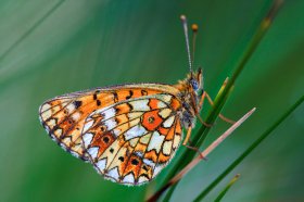 Pearl-bordered fritillary in Mull's grassland