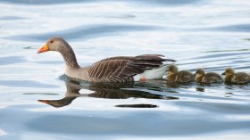 Geese are seen throughout Mull