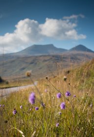 Devil's-bit scabious growing long the road through Glen More