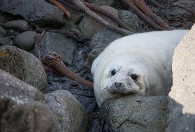 A grey seal pup