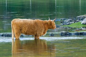 Highland Coo taking a dip