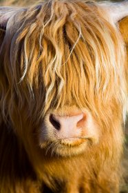 Highlanders are farmed throughout Mull 