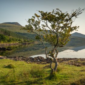 Lone tree near Kilfinichen