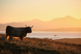 Highland cow at sunrise