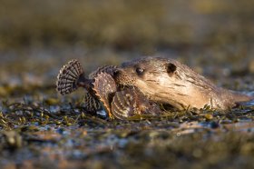 Otter with a scorpion fish