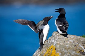 Razorbills found on Mulls' isles