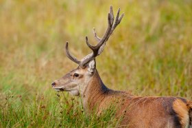 Red deer during the summer months