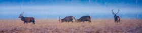 Red deer in winter