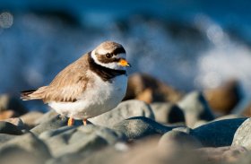 Ringed plover 