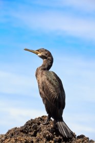 A Shag along Mull's rocky coast