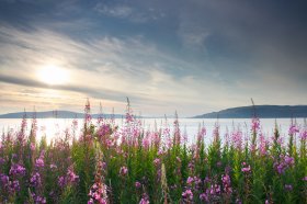 Rosebay Willowherb along the coast of the Sound of Mull