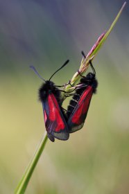 Transparent Burnet moth frequent Mull's grasslands