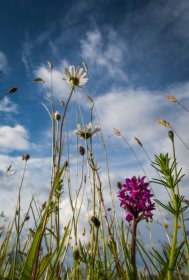 Wildflowers on Mull