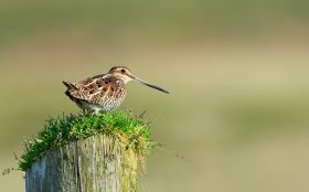 Woodcock in south east Mull