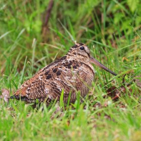 Woodcock are present on Mull