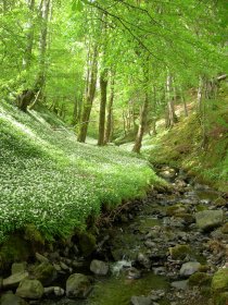 Mull woodland in late spring