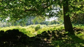 Woodland on Ulva