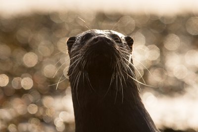 Watch for otters from the cottage window