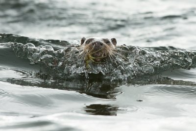 Fantastic opportunities to enjoy Mull's outstanding wildlife nearby