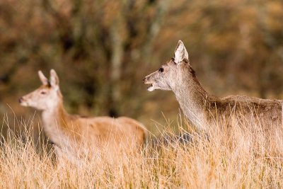 Superb location to experience the island's wildlife