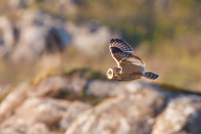 Keep your eyes peeled for short eared owls quartering the grassland