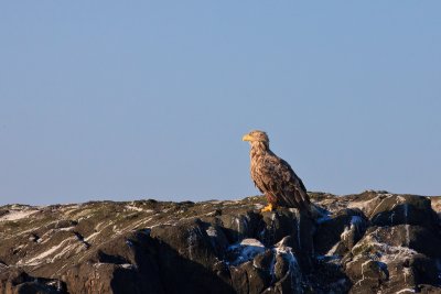 Keep your eyes peeled for Mull's majestic white-tailed eagles