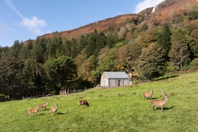 Aird Ghlas's idyllic setting with wild deer grazing the grassland