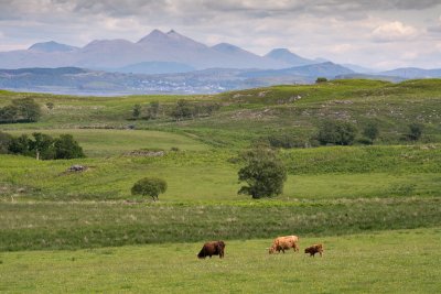Highland cows graze pastures on the surrounding estate