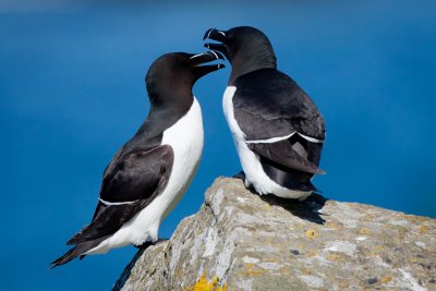 Take a boat trip to see the wonderful seabirds