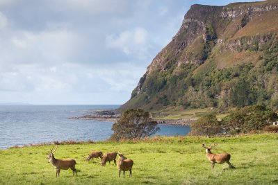 Red deer often roam in the grounds