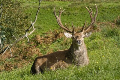 Enjoy watching the impressive stags at Carsaig