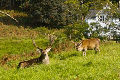 Red deer roam the surrounding lands here